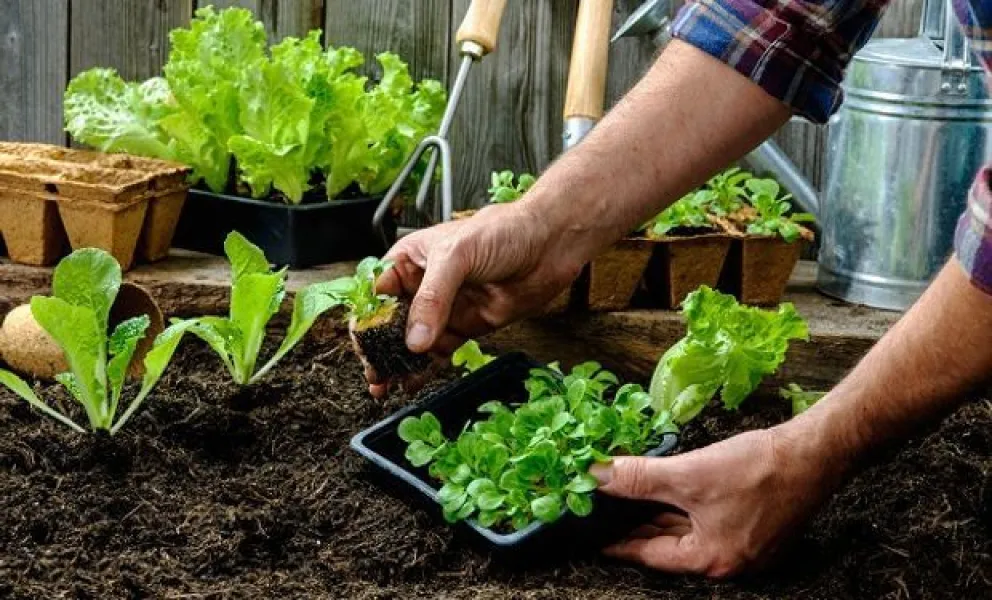 Programa de Entrega de Semillas – Temporada Otoño–Invierno, con el objetivo de fomentar la producción de alimentos en los hogares y promover prácticas sustentables.