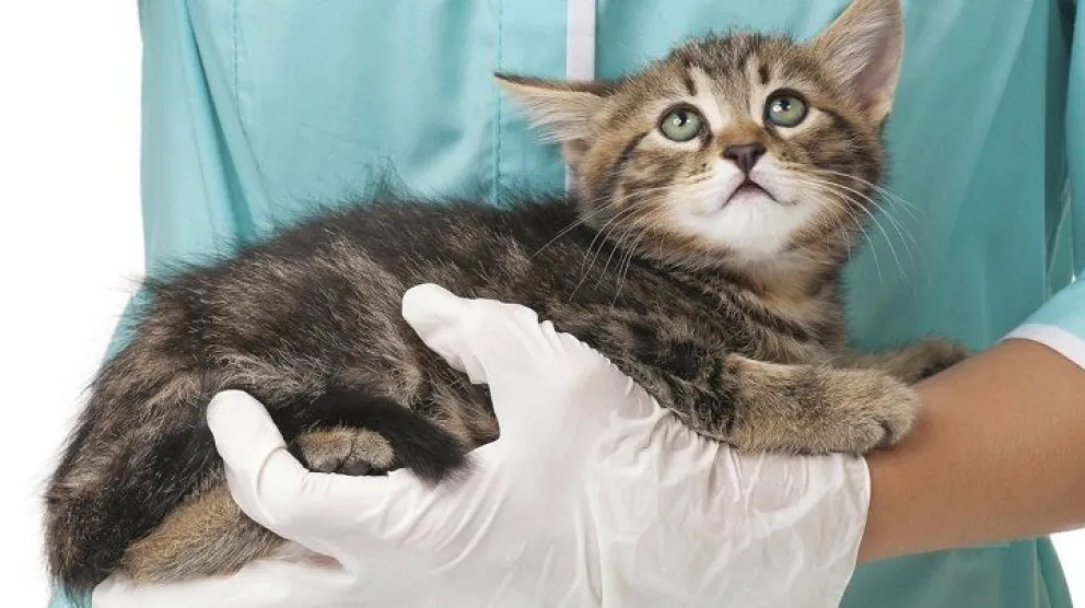 El programa de Castraciones Gratuitas para Mascotas estará en Piedra Blanca Arriba