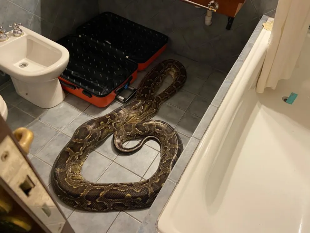 Villa de Merlo: Encontraron una pitón adentro del baño de un hotel