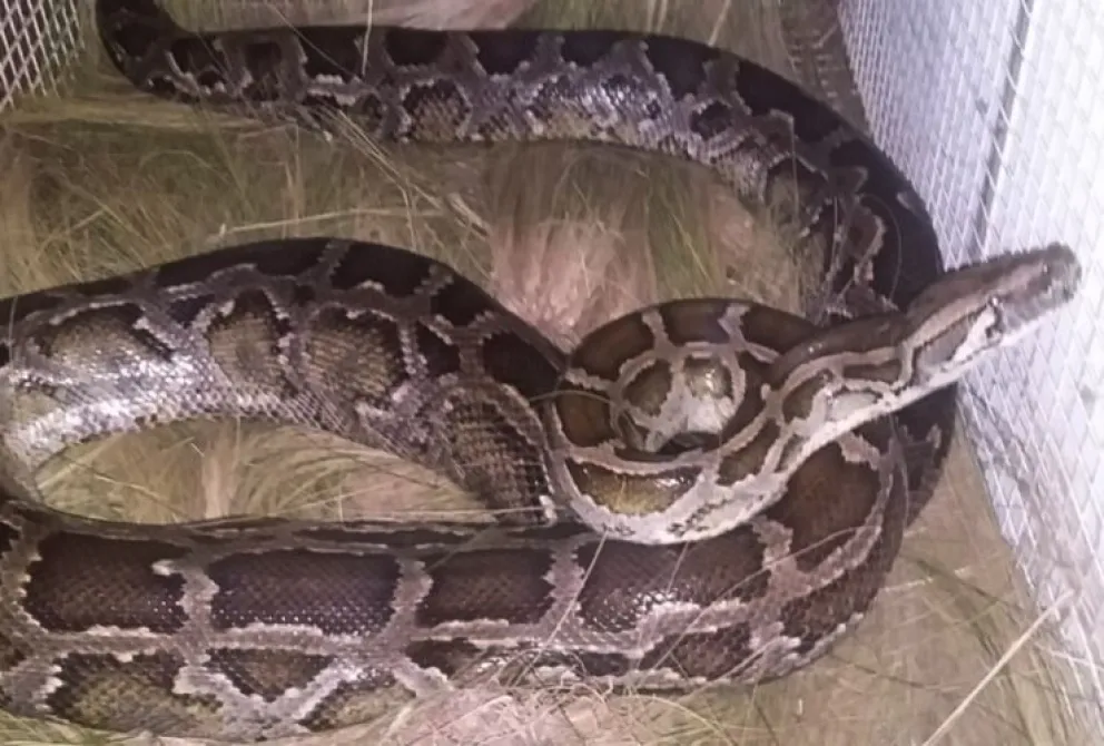 La serpiente pitón rescatada de un hotel en Villa de Merlo ya se encuentra en el Serpentario Educativo del Tigre