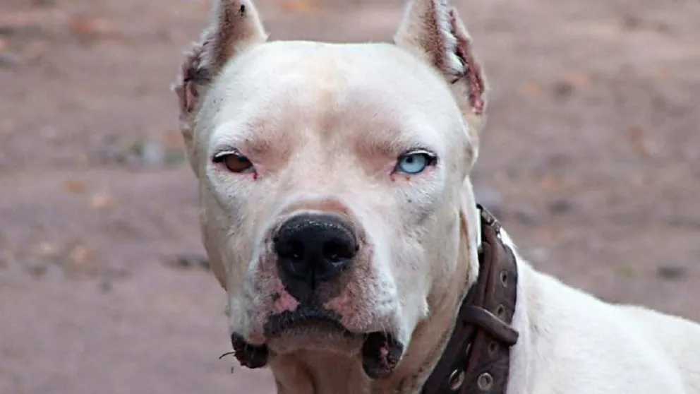 Dos perros dogo atacaron y mataron a una niña de 15 años