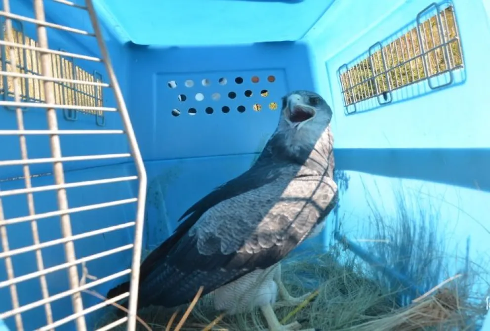 Liberaron un águila mora y otros 14 animales recuperados