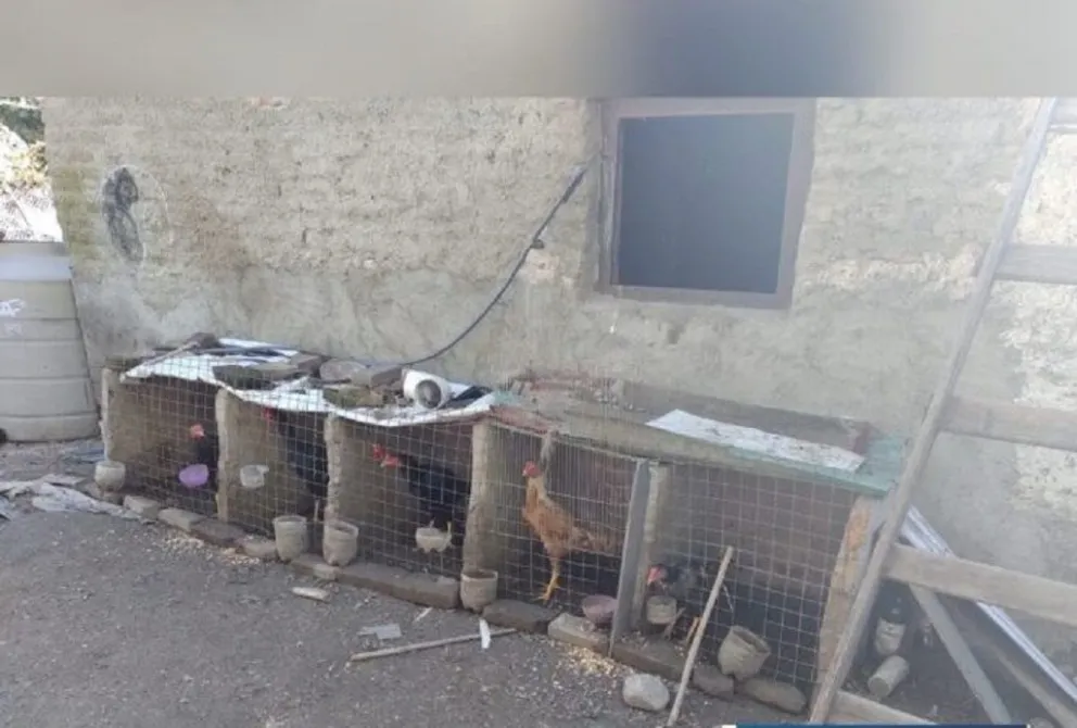 Secuestran gallos de riña, plantas de cannabis y aves silvestres en Traslasierra